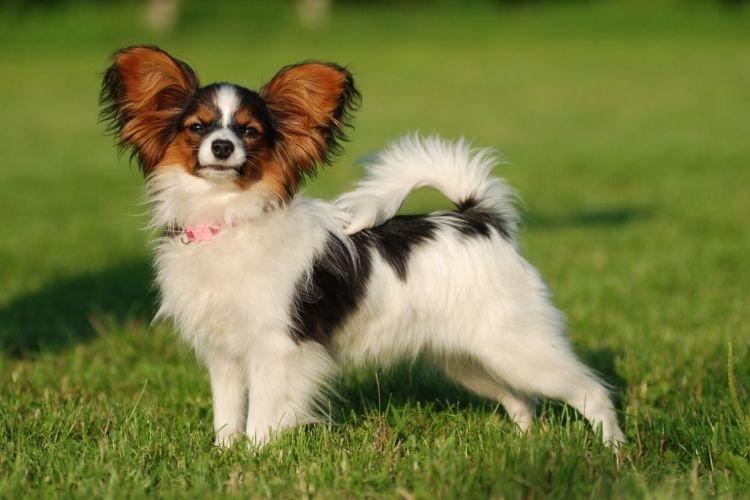 Papillon - Races de chiens de petite taille pour un appartement