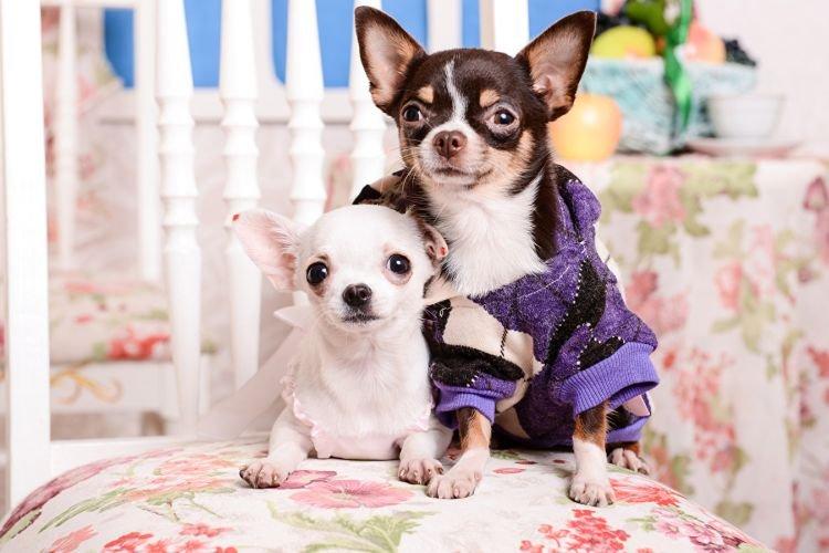 Chihuahua - Races de petits chiens pour un appartement