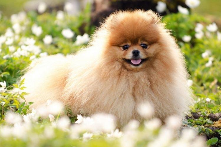 Pomeranian - Races de petits chiens pour un appartement