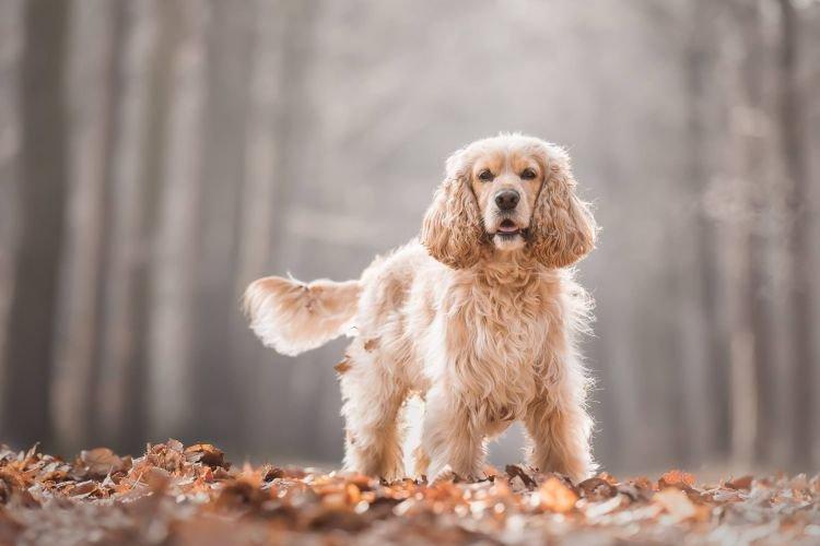 Cocker Spaniel - Races de petits chiens pour un appartement
