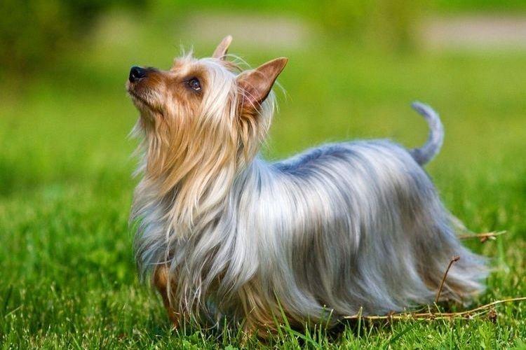 Terrier australien soyeux - Races de petits chiens