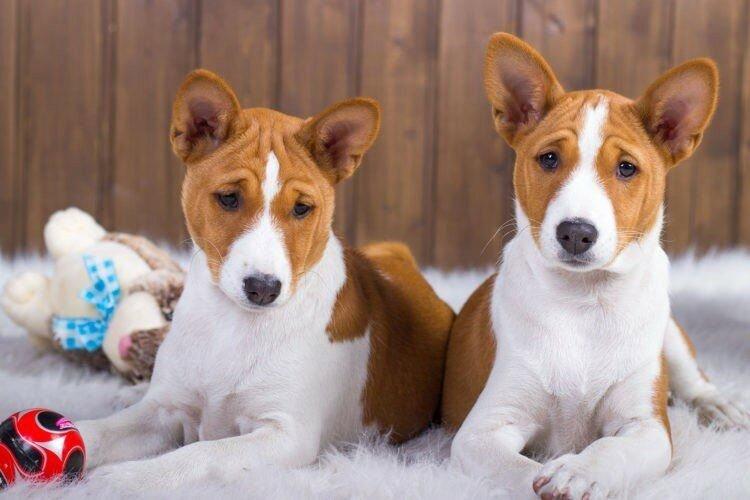 Basenji - Races de petits chiens