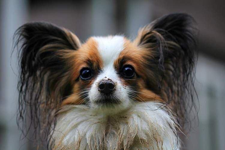 Papillon - Races de Petits Chiens