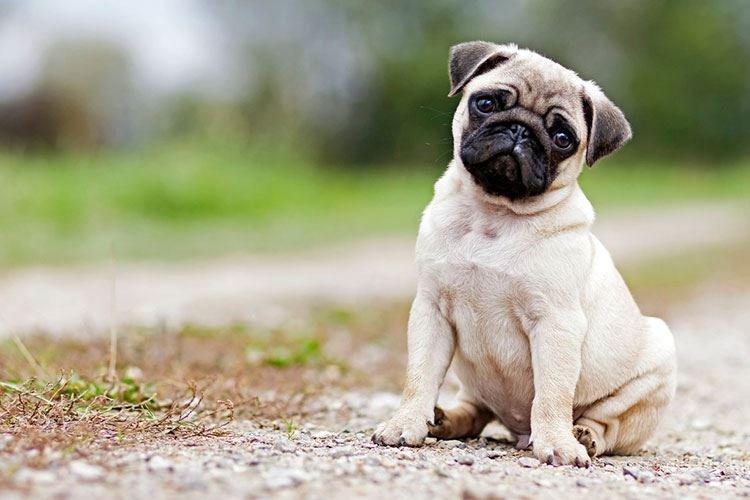 Carlin - Races de petits chiens