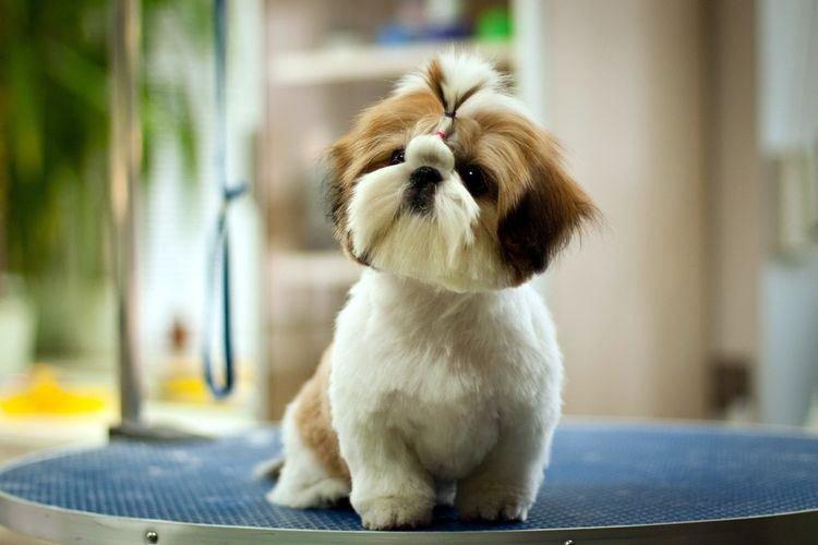 Shih Tzu - Races de petits chiens