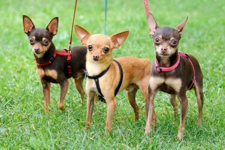 Jouet Russe - Races de Petits Chiens