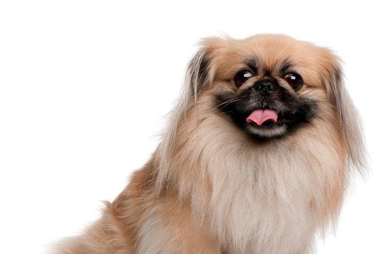 Pékinois - Races de petits chiens