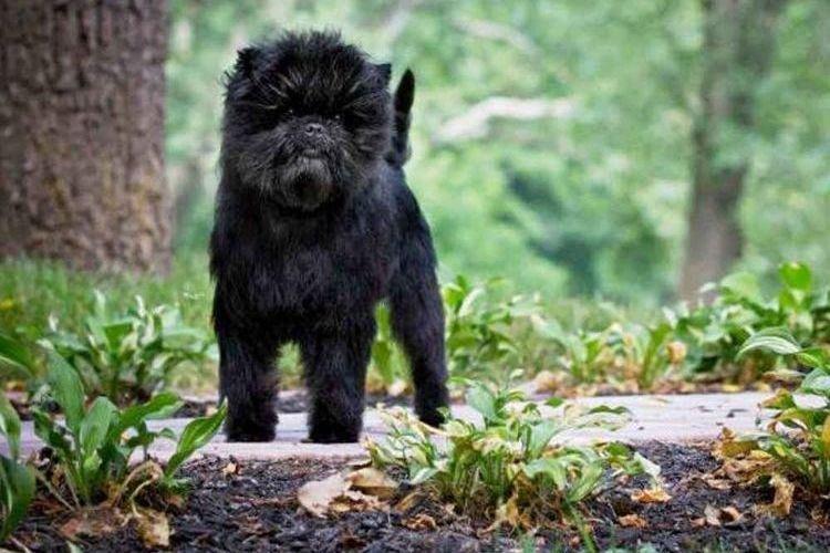 Affenpinscher - Races de petits chiens
