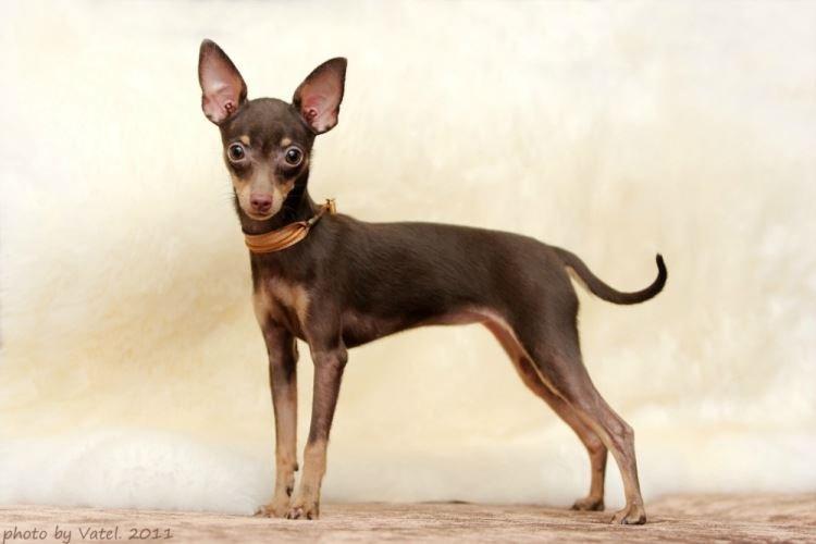 Ratman de Prague - Races de petits chiens