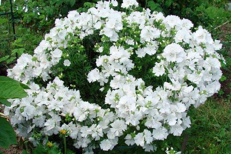 Caractéristiques générales - Malva