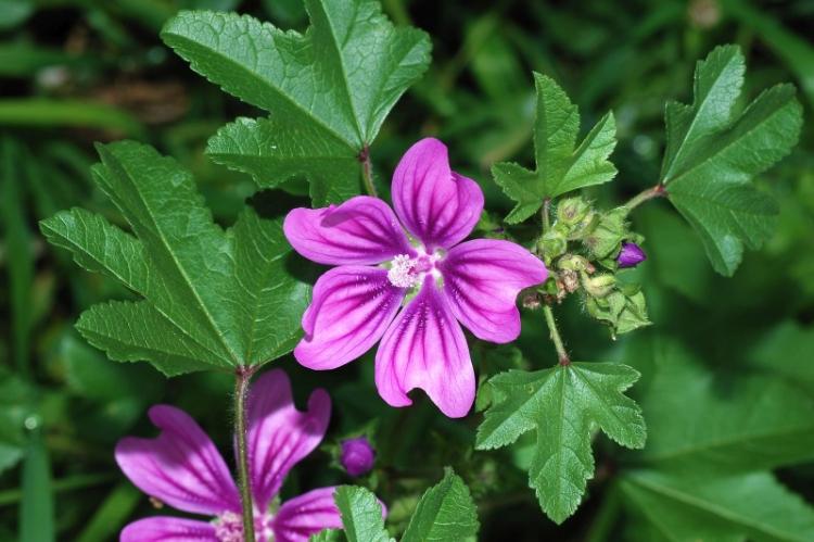 Mauve forestière - Types de mauve