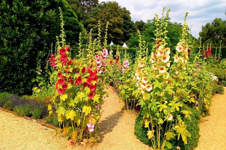 Le bon endroit pour planter - Prendre soin de la mauve