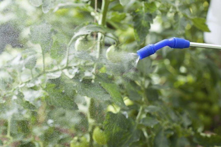 Sulfate de cuivre des parasites - utilisation dans le jardinage