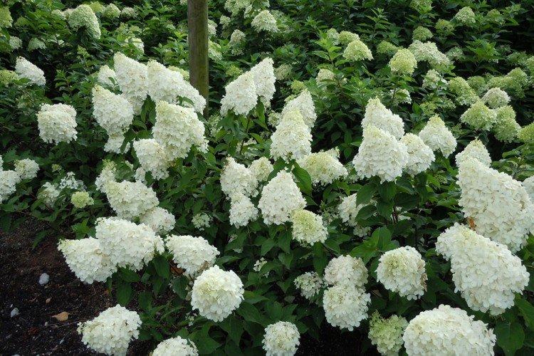 Informations générales - Hortensia panicule