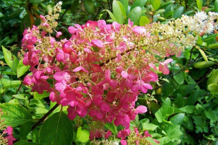 Hydrangea paniculata Diamant Rose