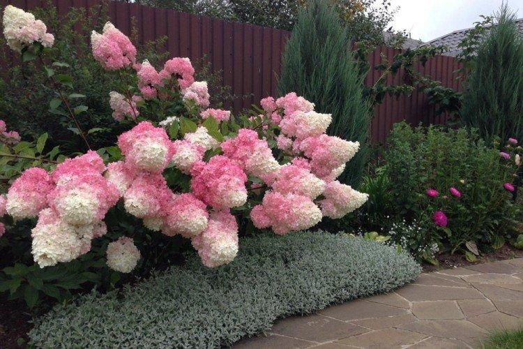 Température - Soin de l'hortensia panicule