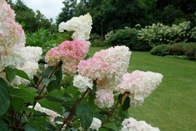Eclairage - Soin de l'hortensia panicule