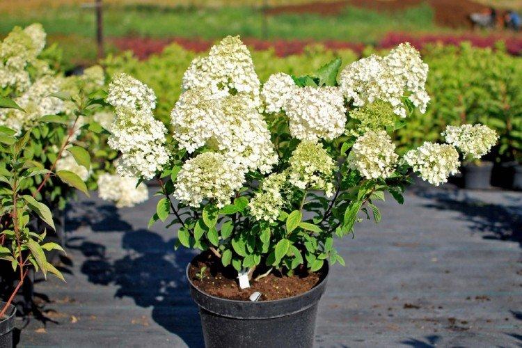 Engrais et alimentation - Soin de l'hortensia panicule