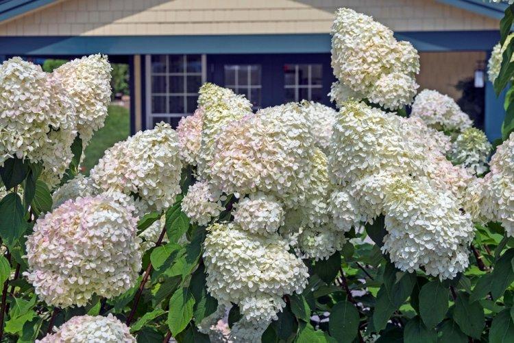 Hortensia panicule - photo