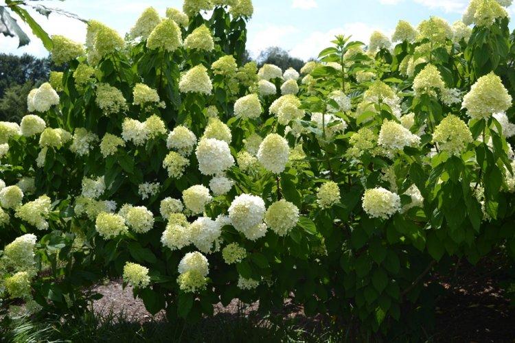 Hortensia panicule - photo