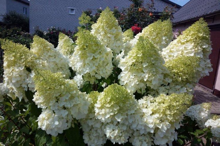 Hortensia panicule - photo