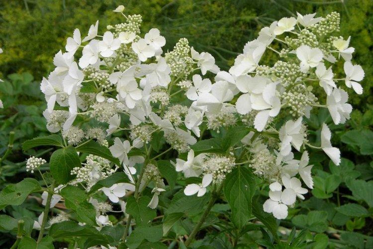 Hortensia panicule - photo