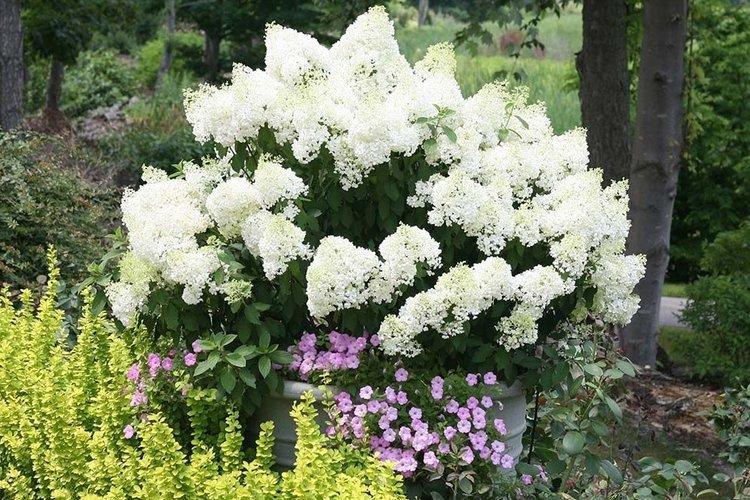 Hortensia panicule Bobo - les meilleures variétés pour la région de Moscou