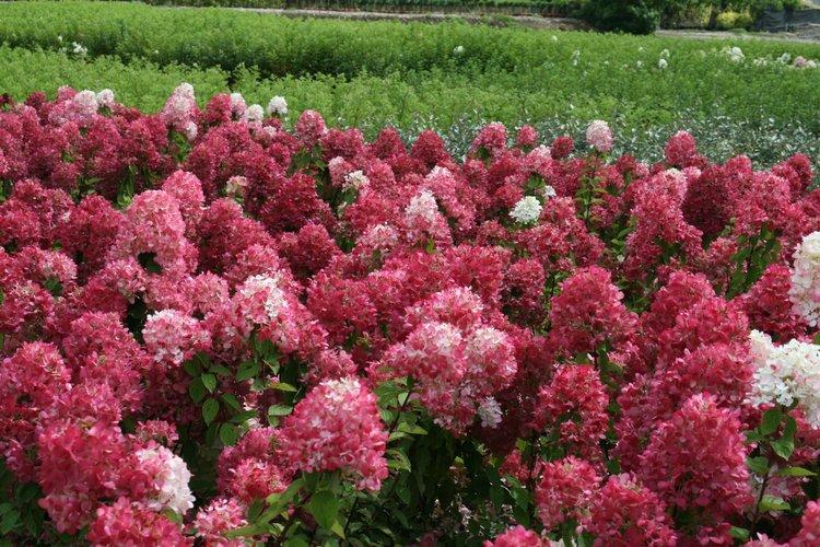 Panicle hortensia Pink Diamond - les meilleures variétés pour la région de Moscou