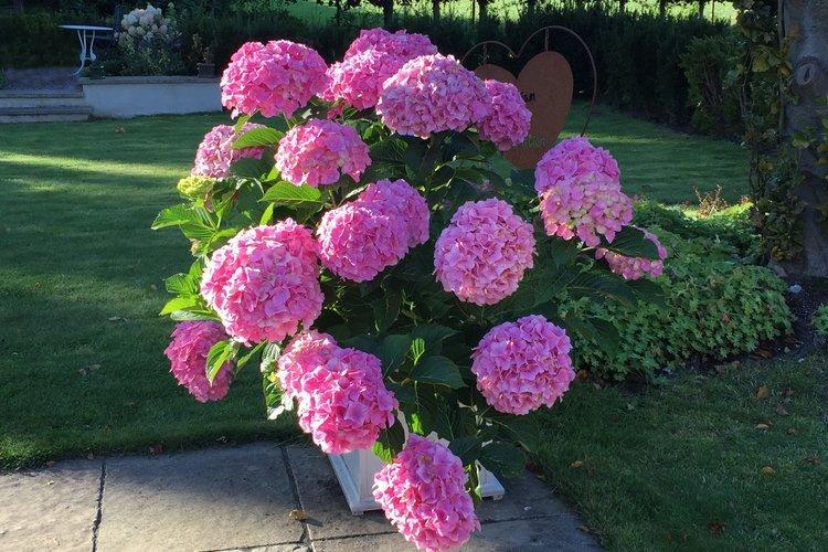 Panicle hortensia Pink Lady - les meilleures variétés pour la région de Moscou