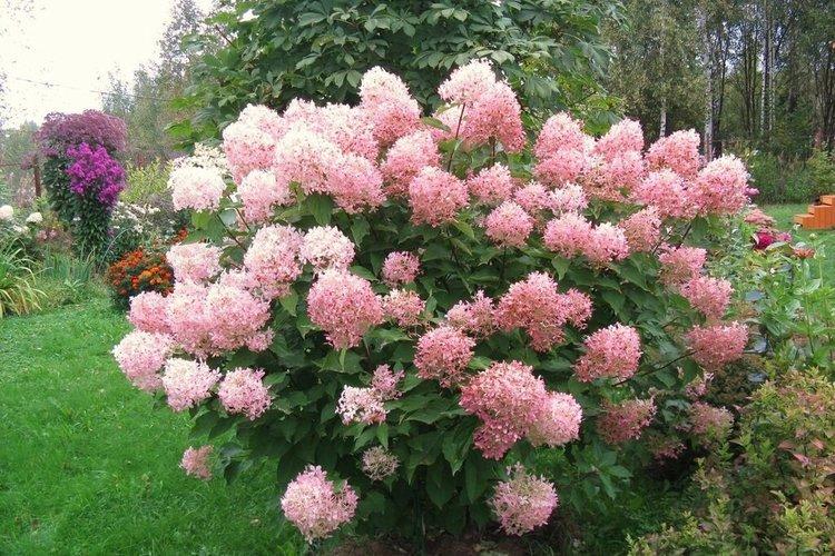Panicle hortensia Phantom - les meilleures variétés pour la région de Moscou
