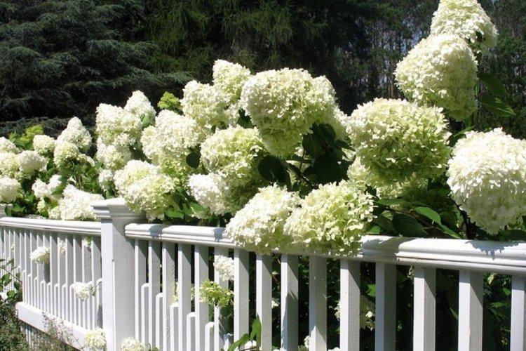 Dolly panicule hortensia - les meilleures variétés pour la région de Moscou