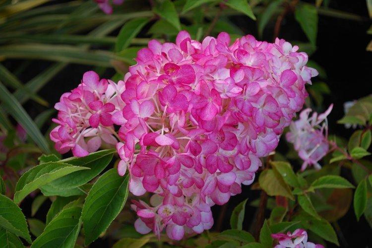 Panicle hortensia Sunday freise - les meilleures variétés pour la région de Moscou