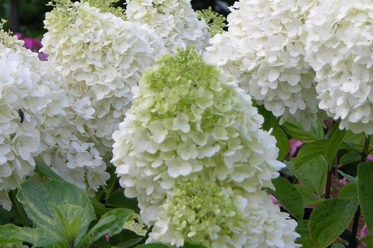 Panicle hortensia Polar bir - les meilleures variétés pour la région de Moscou