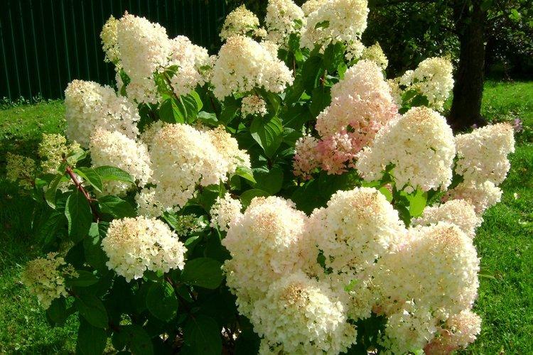 Panicle hortensia Silver dollar - les meilleures variétés pour la région de Moscou