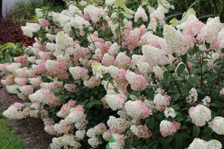Bougie magique - Variétés d'hortensia panicule