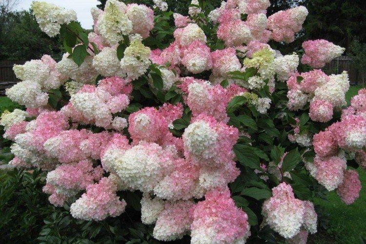 Frites à la vanille - Variétés d'hortensia panicule