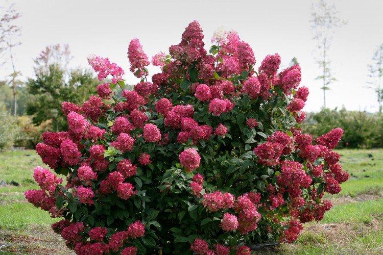 Magic Fire - Variétés d'hortensia panicule