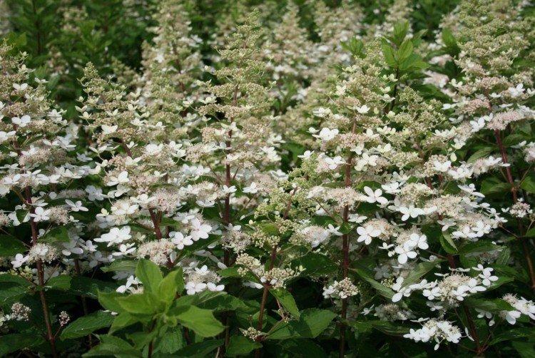 Tardiva - Variétés d'hortensia panicule