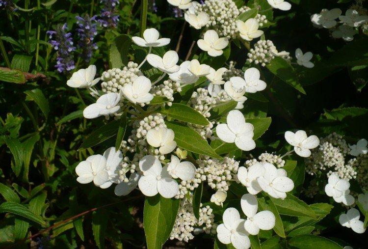 Prim White - Variétés d'hortensia panicule