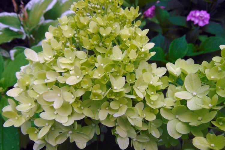 Little Lime - Variétés d'hortensia panicule