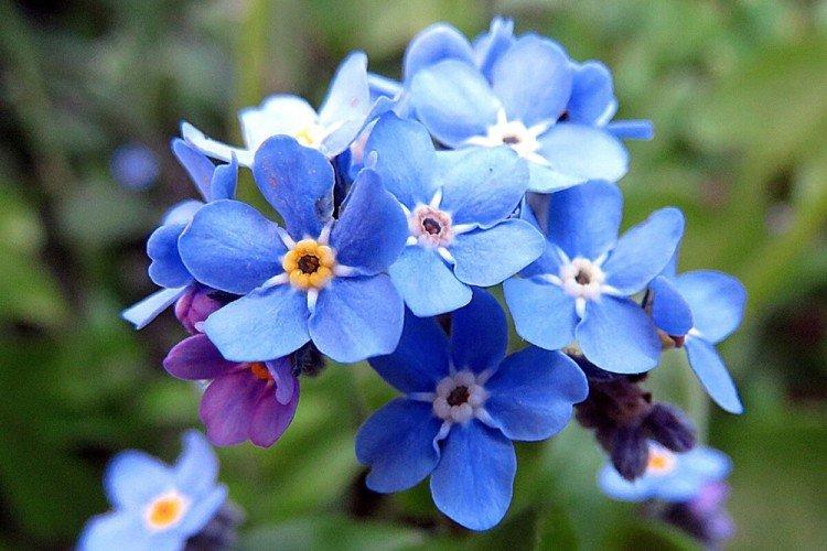 Forget-me-nots - Fleurs vivaces à offrir