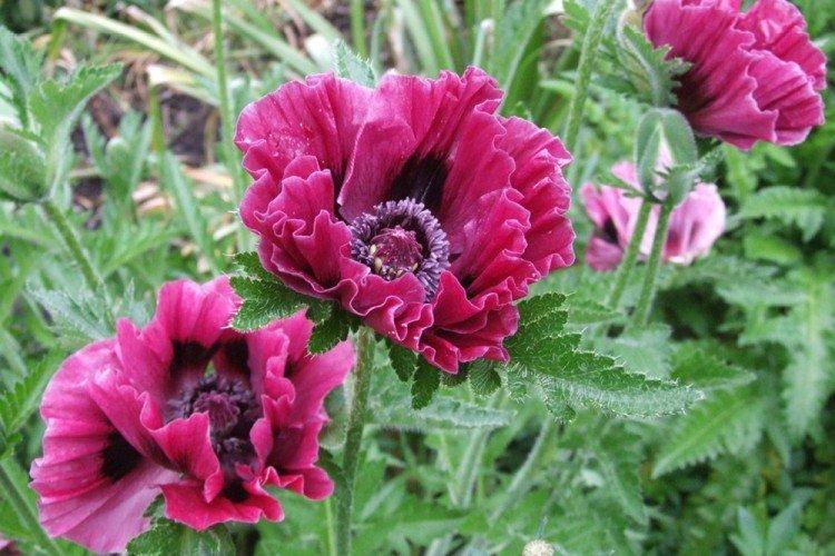 Pavot vivace - Fleurs vivaces à offrir