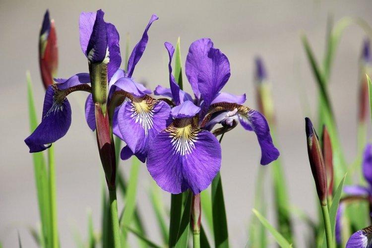 Iris - Fleurs vivaces à offrir