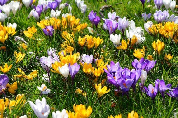 Crocus - Fleurs vivaces à offrir
