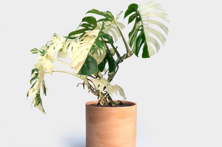 Monstera Borziga - Types de monstera