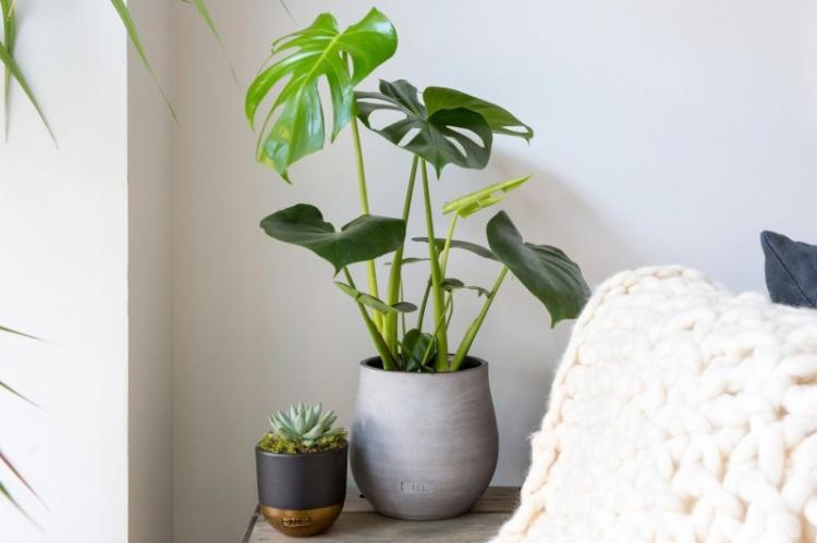 Éclairage - Monster Care