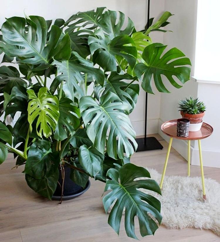 Ravageurs et maladies - Monstera