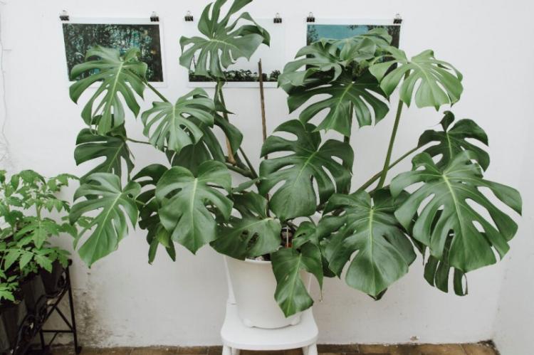 Monstera - photo
