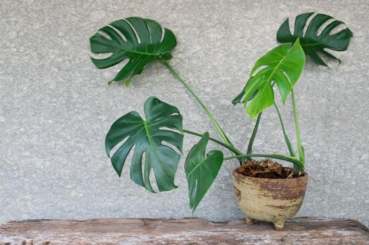 Monstera - photo
