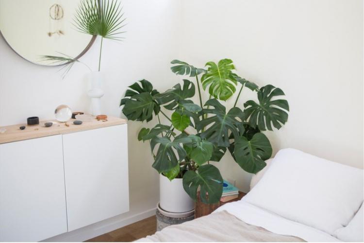 Monstera - photo